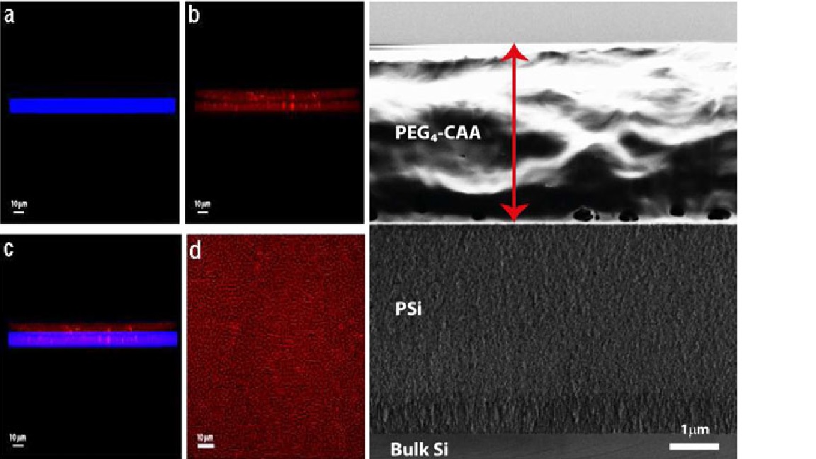 Light‐triggered antifouling coatings for porous silicon optical transducers.