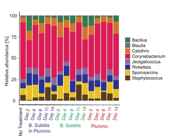 Skin microbiota dynamics following B. subtilis formulation challenge: an in vivo study in mice