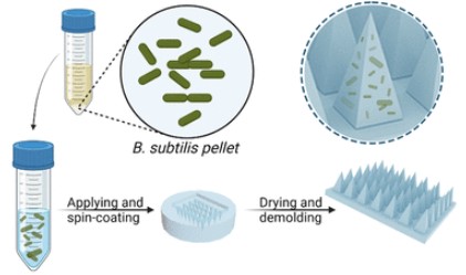 Living Microneedles for Intradermal Delivery of Beneficial Bacteria