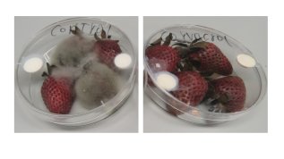 A Patch Releasing Antimicrobial Agents for Food Preservation