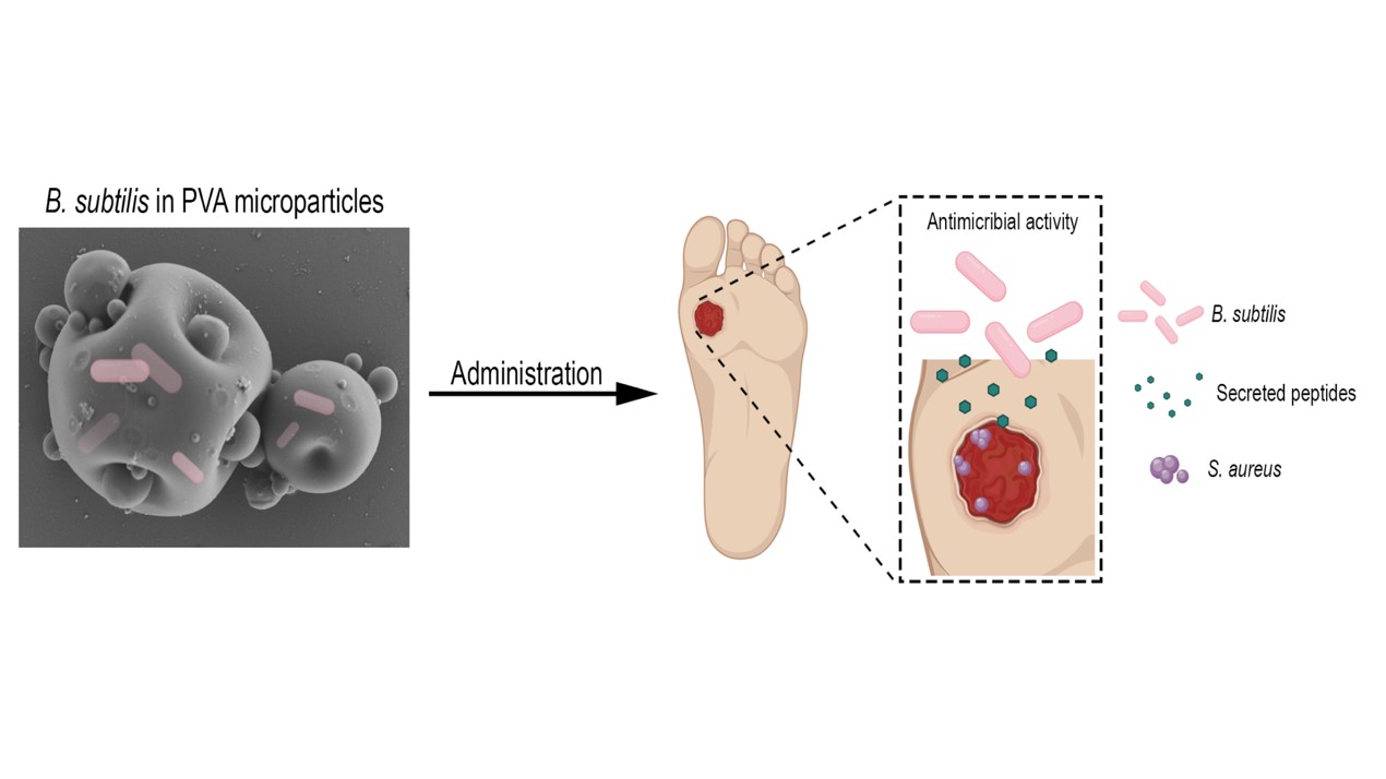 Bacillus subtilis in PVA Microparticles for Treating Open Wounds